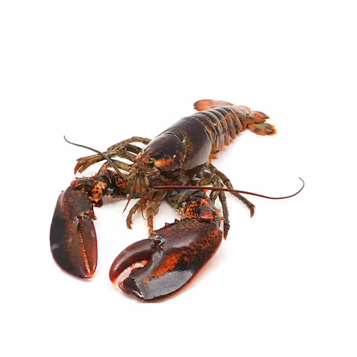 lobster